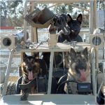 military pet relocation